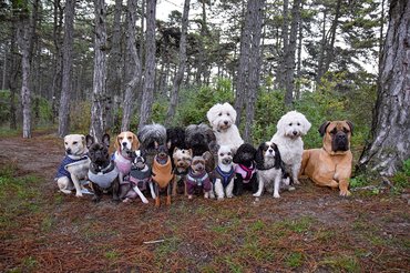 kutyák az őszi erdőben