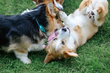 kutyák játszanak egymással