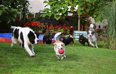 kutyák labdával játszanak