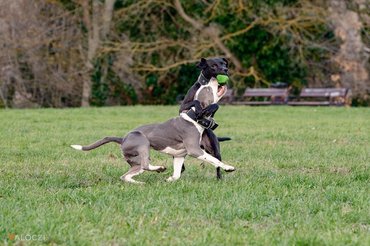 kutyák labdával játszanak egy parkban