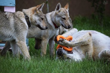 kutyák rágókával játszanak