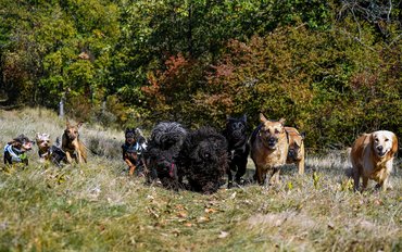 kutyák szaladnak az erdőben
