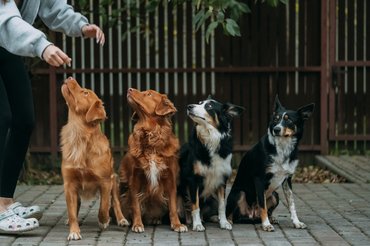 kutyák ülnek egymás mellett