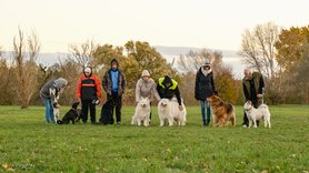 Kutyákat sétáltatnak a parkban