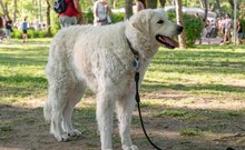 Kuvasz a DOGZ Fesztivál 2025 magyar kutyafajták falkasétáján