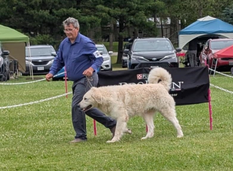 kuvasz felvezetése