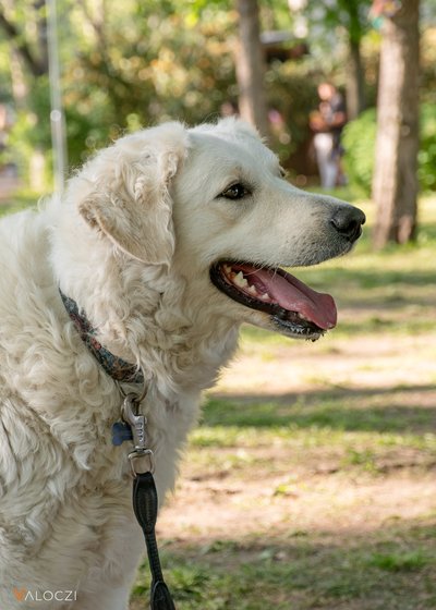 Kuvasz a DOGZ Fesztivál 2025 magyar kutyafajták falkasétáján
