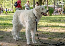 kuvasz fajtaséta 2025