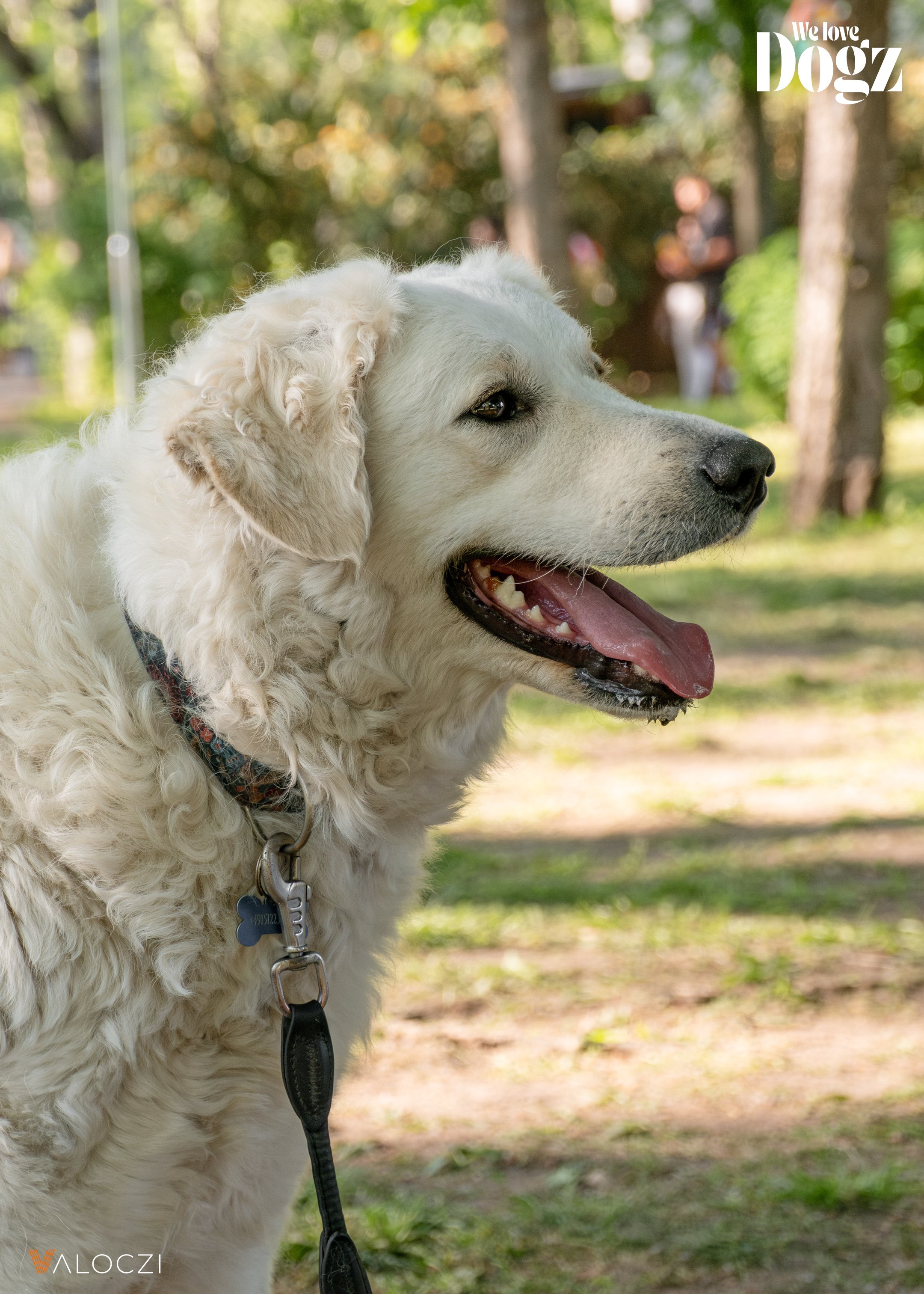 kuvasz