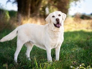 Labrador Retriever