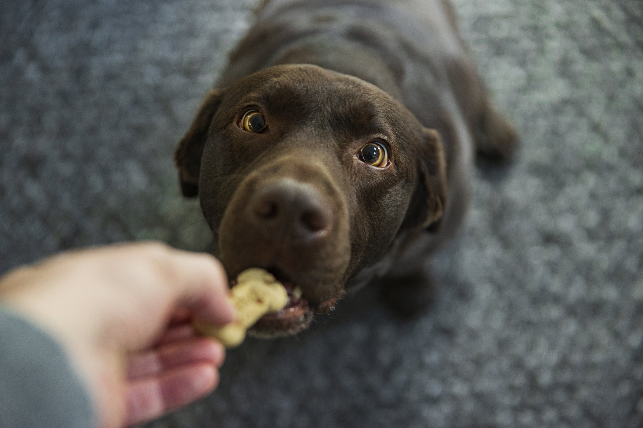labrador kutya kekszet kap