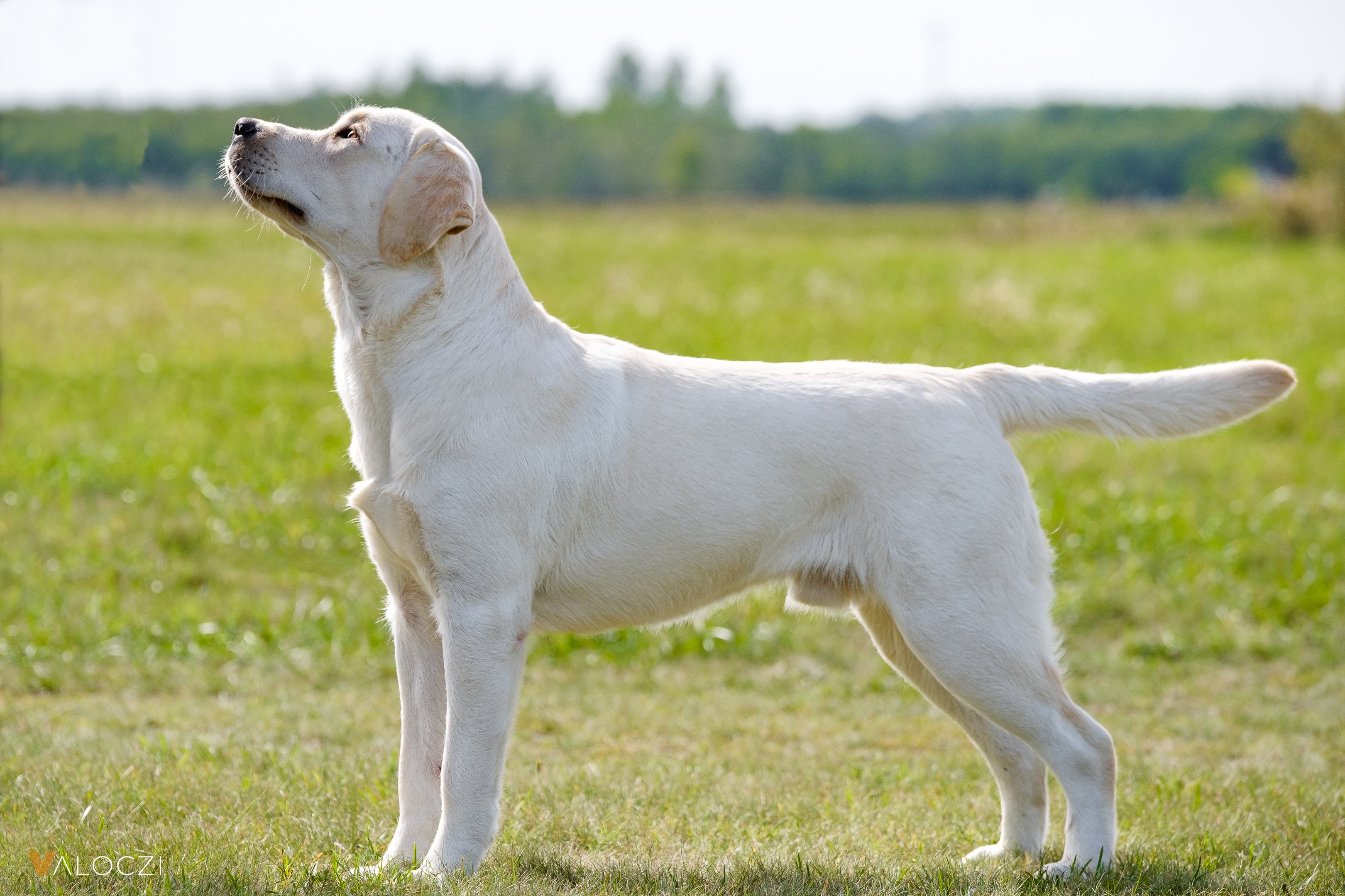 labrador retriever