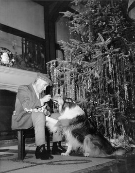Kutyaszínész egy karácsonyfa mellett