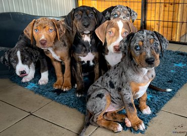 Leopárdkutya-kölykök