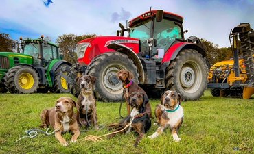 Catahoula leopárdkutya