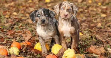 Leoprad Dog puppies