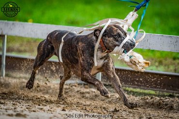 Catahoula leopárdkutya