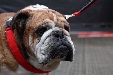 Lewis Hamilton angol bulldogja, Roscoe