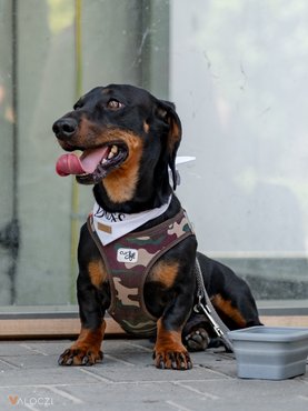 Tacskófalkaséta a DOGZ Fesztivál 2025-ön
