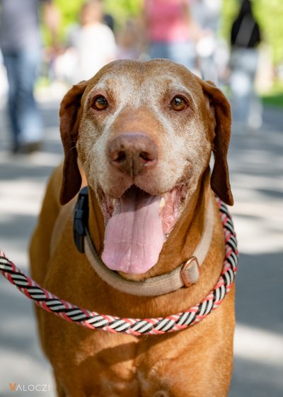 Vizsla a DOGZ Fesztivál 2025 magyar kutyafajták falkasétáján