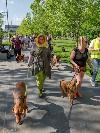 Vonulás a DOGZ Fesztivál 2025 magyar kutyafajták falkasétáján