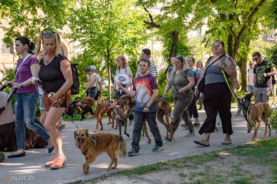 Vonulás a DOGZ Fesztivál 2025 magyar kutyafajták falkasétáján