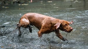 magyar vizsla sáros tóban fürdik