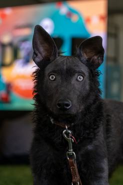 májzli kutya a dogz fesztiválon