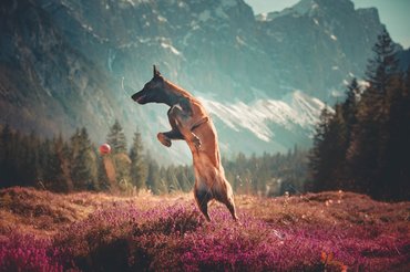 malinois a hegyekben