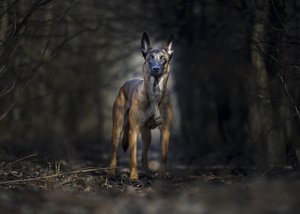 malinois erdőben