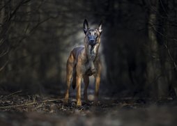 malinois erdőben