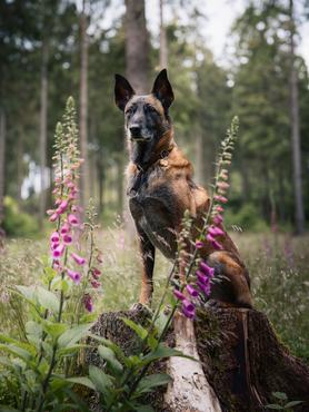 malinois erdőben fatönkön ül virágokkal körülvéve