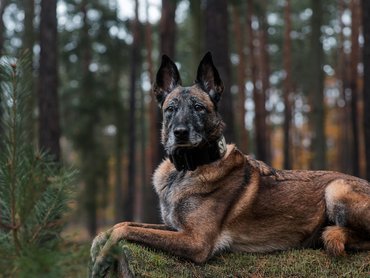 malinois erdőben