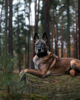malinois erdőben
