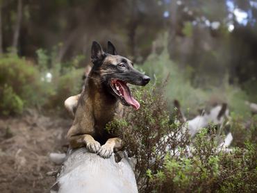 malinois erdőben