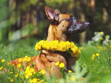 malinois mezőn fekszik pitypangkoszorúval a nyakában