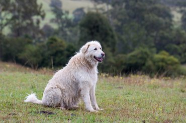 Maremma Sheepdog