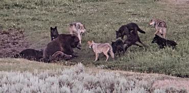 medvék és farkasok a yellowstone-ban