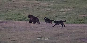 medvét üldöznek el a grizzlyk a yellowstone-ban