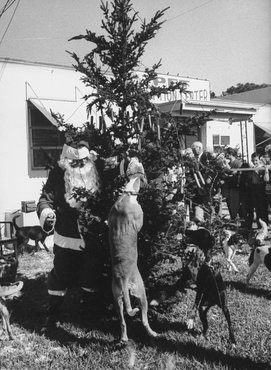 menhelyi kutyák karácsonya