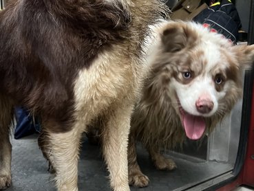 mentett kutya a tűzoltók képén