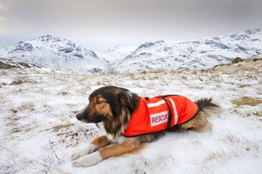 mentőkutya a havas hegyekben