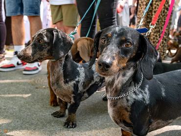 Tacskófalkaséta a DOGZ Fesztivál 2025-ön