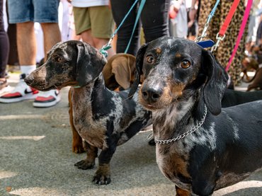 Tacskófalkaséta a DOGZ Fesztivál 2025-ön