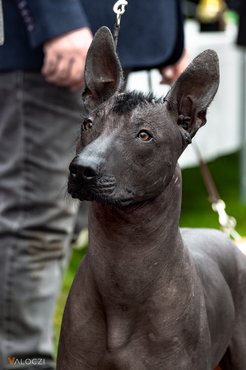 mexikói meztelen kutya