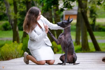 mexikói meztelen kutya gazdájával
