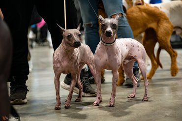mexikói meztelen kutyák a 2026-os winter dog show-n