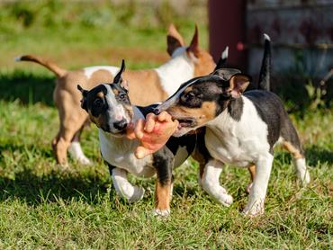 miniatűr bullterrierek gumikézzel játszanak
