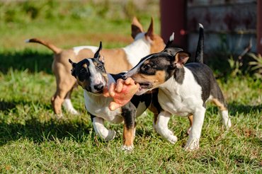 miniatűr bullterrierek gumikézzel játszanak