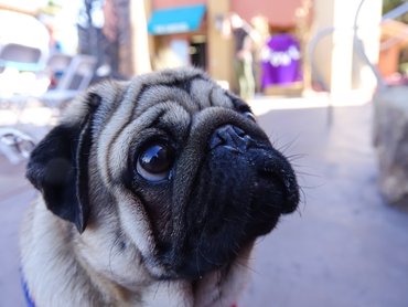 mopsz